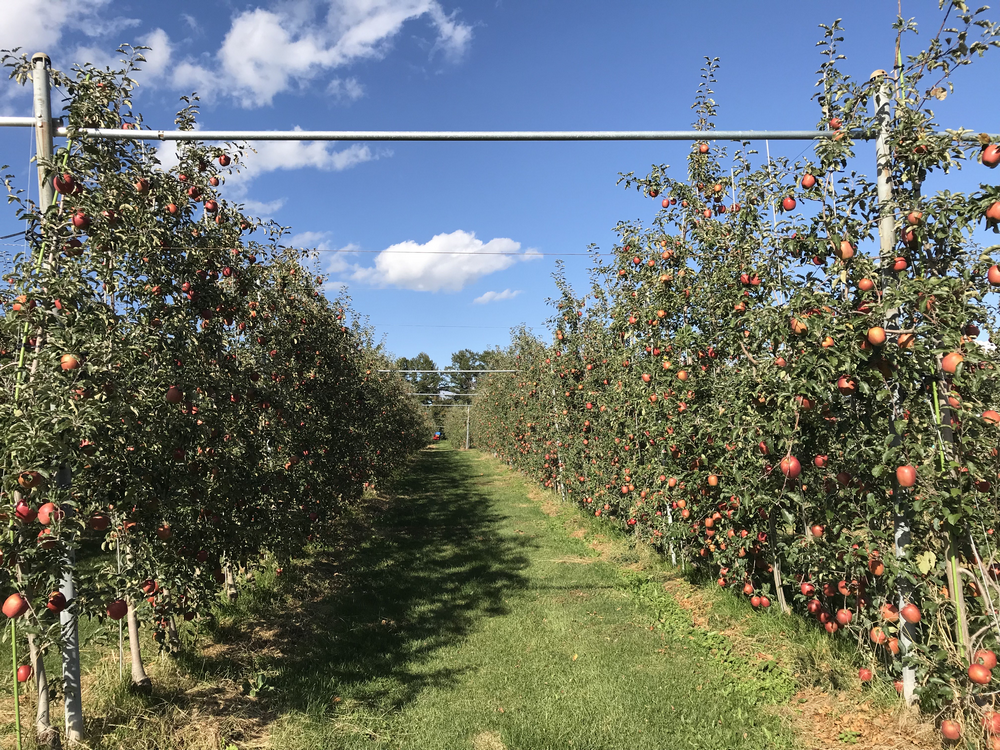 リンゴ園